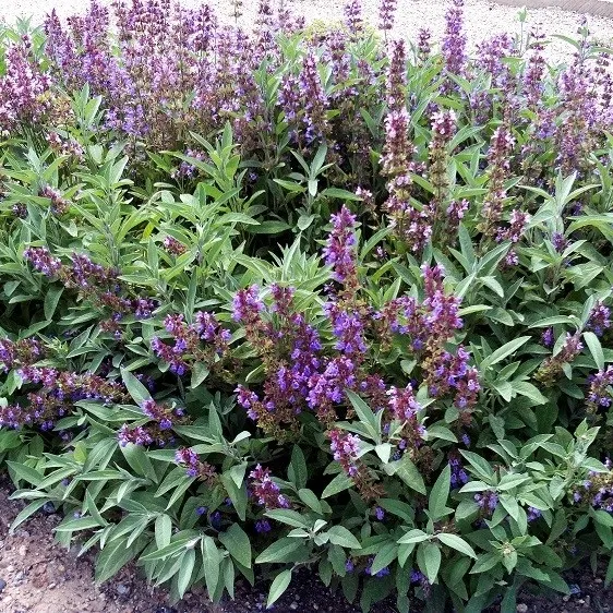 https://www.lalashops.nl/media/catalog/product/s/a/salvia-officinalis-in-bloei.jpg